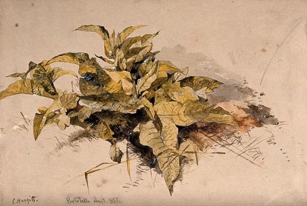 Leaves of a wild plant growing in soil. Watercolour by E. Hargitt.