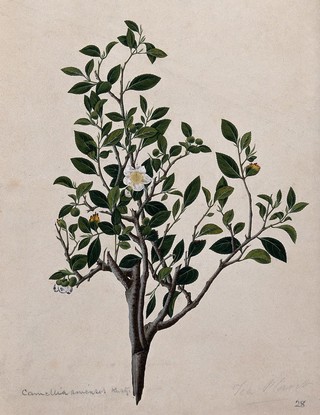 Tea plant (Camellia sinensis): flowering stem. Watercolour.