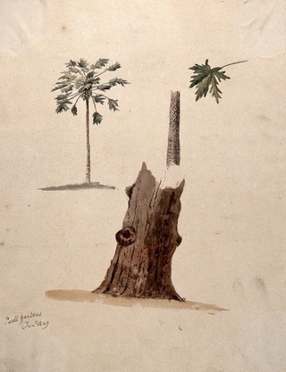 A palm tree with detailed paintings of the trunk and leaf. Watercolour, 1849.