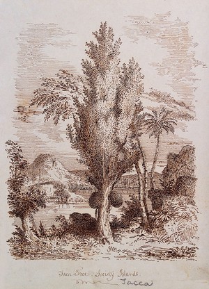 view Jak tree (Artocarpus heterophyllus) with fruit in the Society Islands. Pen drawing.
