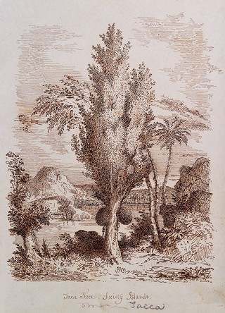 Jak tree (Artocarpus heterophyllus) with fruit in the Society Islands. Pen drawing.