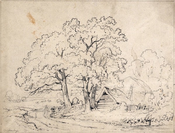 Three trees by the road to a farm, with wooden hut and haystack. Pencil drawing.