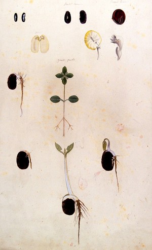 view Germinating seeds and seedlings of broad bean and goosegrass. Coloured pencil drawing by H. Cowell.