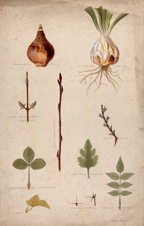 Various leaf forms, leaf arrangements and bulbs. Watercolour by I. Sawkins.