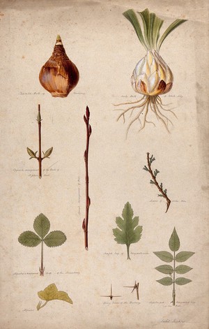 view Various leaf forms, leaf arrangements and bulbs. Watercolour by I. Sawkins.