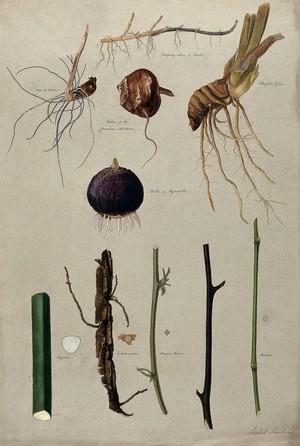 view Various stem forms, including bulbs and roots. Watercolour by I. Sawkins.
