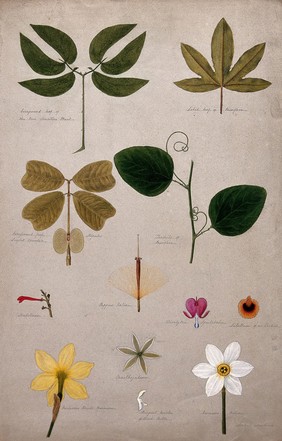 Various leaf forms and flower parts. Watercolour by I. Sawkins.