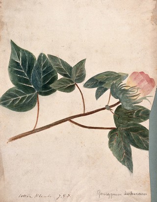 Cotton plant (Gossypium species): flowering stem. Watercolour by J.E.F.