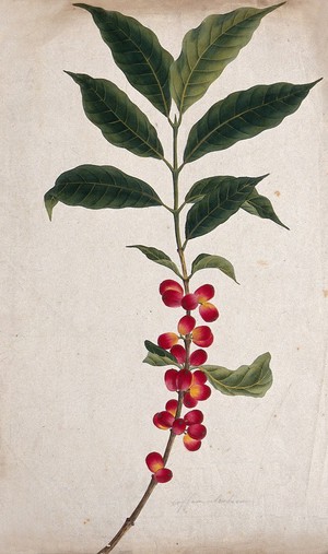 view Coffee plant (Coffea arabica): fruiting stem. Watercolour, c.1823.