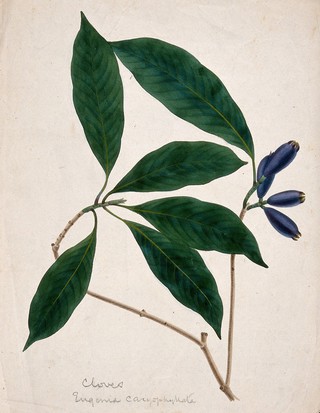 Clove plant (Syzygium aromaticum): stem with flower buds. Watercolour, c.1833.