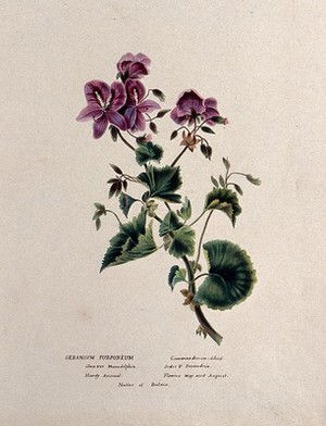 view A geranium (Geranium purpureum): flowering stem. Watercolour, ca. 1850 (?).