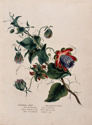 view Passion flower (Passiflora alata): flowering stem. Watercolour, ca. 1850 (?).