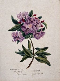 Rhododendron (Rhododendron ponticum): flowering stem. Watercolour, ca. 1850 (?).