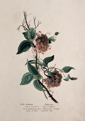 Wax plant (Hoya carnosa): flowering stem. Watercolour, ca. 1850 (?).