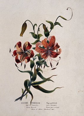 Tiger lily (Lilium lancifolium): flowering stem. Watercolour, ca. 1850 (?).