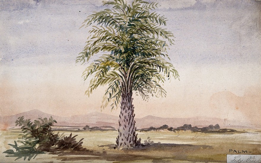 Palm tree (Cocos nucifera?) in arid landscape. Watercolour, 1862.