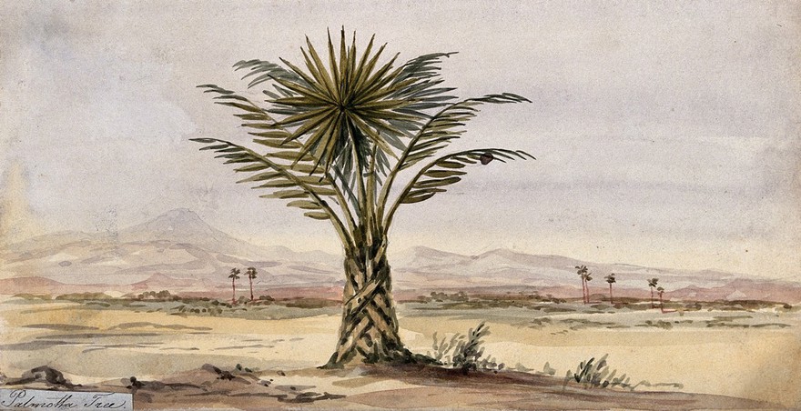 Palmetto palm tree (Sabal palmetto) in arid landscape. Watercolour.