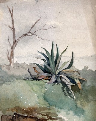 An Agave plant. Watercolour.