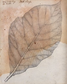 A leaf of the teak plant (Tectona grandis). Pencil drawing.