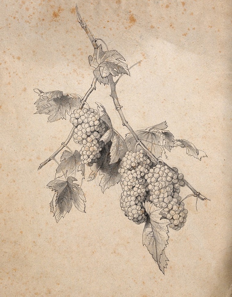 Grape vine with fruit and leaves. Pencil drawing. | Wellcome Collection