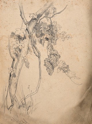 Grape vine with fruit and leaves. Pencil drawing.