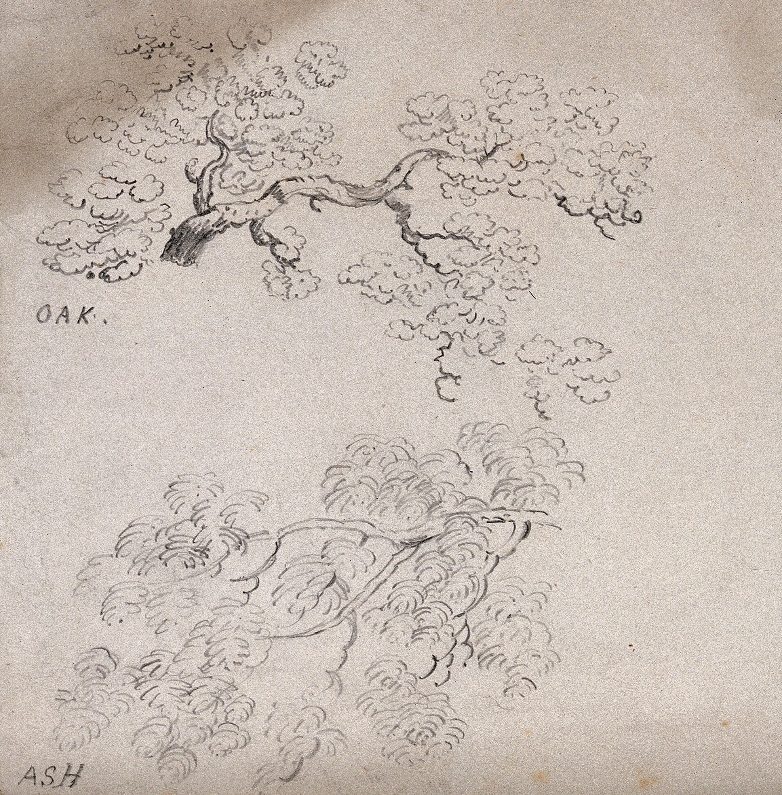 Branches Of Oak Quercus And Ash Fraximus Trees Pencil Drawing