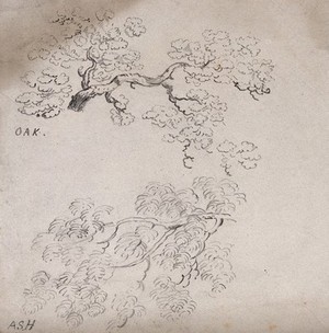 view Branches of oak (Quercus) and ash (Fraximus) trees. Pencil drawing.