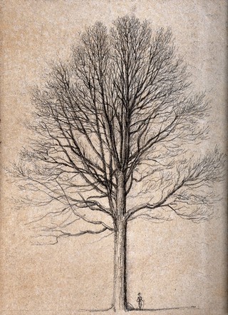 Outline of a tall tree, dwarfing figure at its base. Pencil drawing.