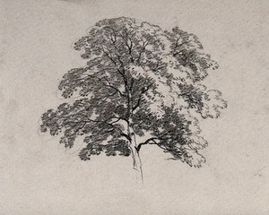 view A tree in leaf. Charcoal drawing.