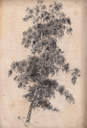 view A tree, possibly siver birch (Betula pendula). Pencil drawing.