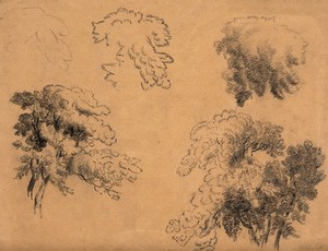 view Tree shapes. Pencil drawing.