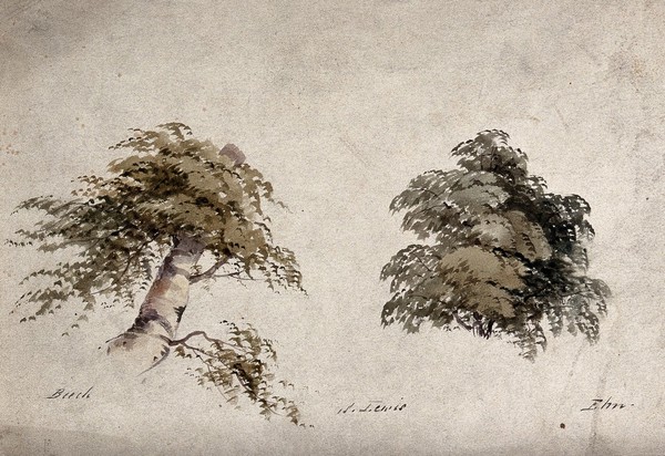 Two trees, beech (Fagus) and elm (Ulmus), with details of form. Watercolour by P. Lewis.