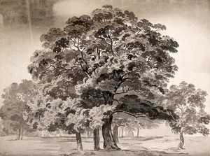 view A group of trees. Wash drawing.