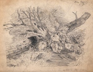 view Plants growing by a fallen tree. Pencil drawing by A. Storer.