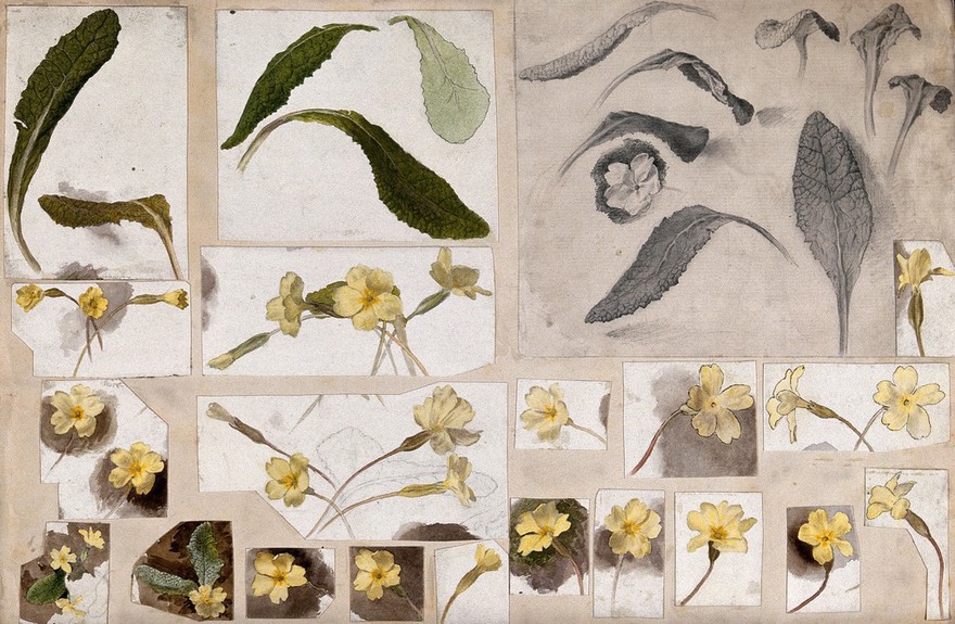 Primroses (Primula species): leaves and flowers. Watercolour and pencil drawings.