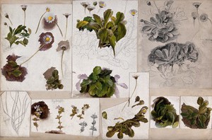 view Daises (Bellis species) and eyebrights (Euphrasia species): various illustrations of leaves, stems and flowers. Watercolour, pencil and pen drawings.