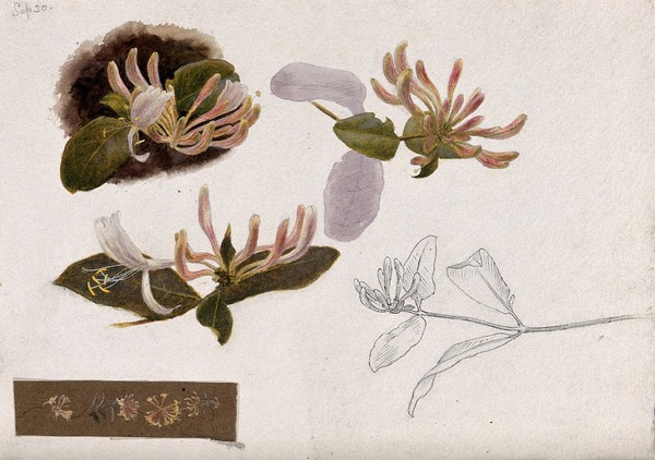 Honeysuckle (Lonicera species): flowers and leaves. Watercolour and pen drawings.