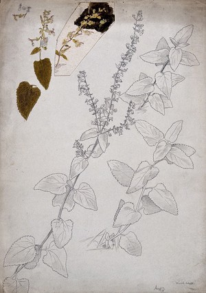 view Wood sage (Teucrium scorodonia): flowering stems and floral segments. Pen and watercolour drawings.