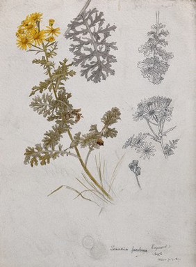 Ragwort (Senecio jacobaea): flowering stem, flowers and leaves. Pen and watercolour drawings.