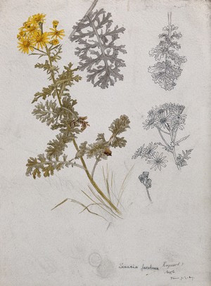 view Ragwort (Senecio jacobaea): flowering stem, flowers and leaves. Pen and watercolour drawings.