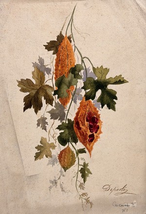 view A plant, possibly balsam apple (Momordica balsamina): fruiting stem. Watercolour by Depaoli.