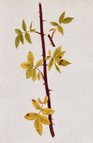 view Rose stem with autumn leaves. Watercolour drawing.