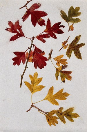 view Autumn leaves of hawthorn (Crataegus). Watercolour drawing.