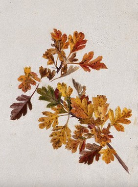 Autumn leaves of hawthorn (Crataegus). Watercolour drawing.