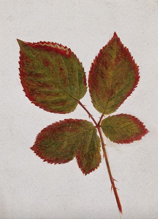 Autumn leaves of bramble (Rubus species). Watercolour drawing.