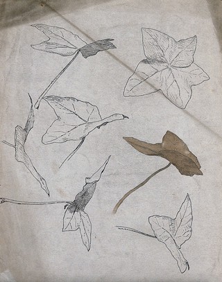 Ivy leaves. Pen and pencil drawings.