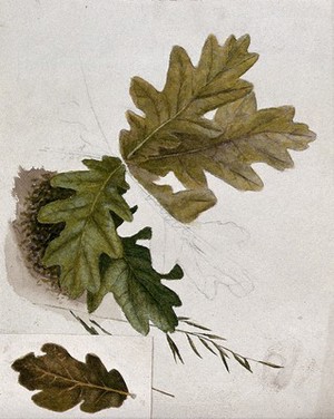 view Leaves of oak (Quercus species). Watercolour drawings.