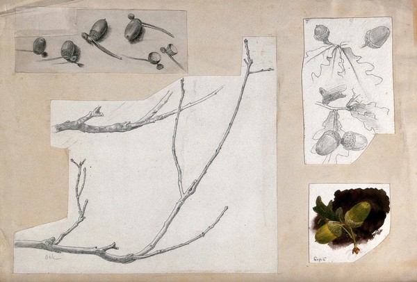 Acorns and twigs of oak (Quercus species). Pen, pencil and watercolour drawings.