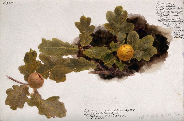 Oak leaves with two oak apples. Watercolour drawing.