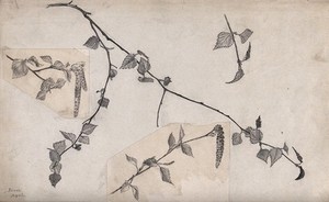 view Birch (Betula species): twigs and catkins. Pen and pencil drawings.